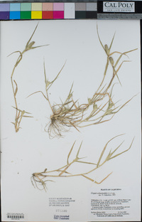 Crypsis schoenoides image