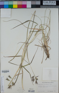 Danthonia californica image