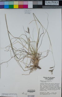 Danthonia californica image