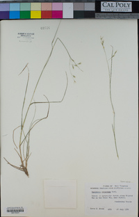 Danthonia compressa image