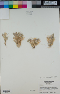 Dasyochloa pulchella image