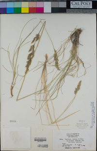 Deschampsia cespitosa image