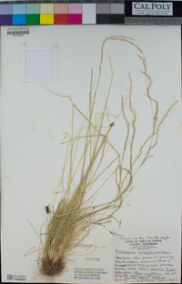 Deschampsia elongata image