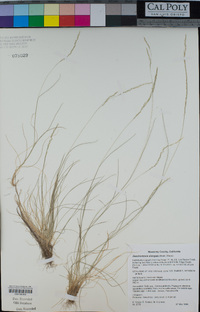 Deschampsia elongata image