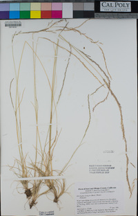 Deschampsia elongata image