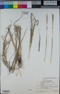 Digitaria californica image