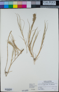 Distichlis spicata image