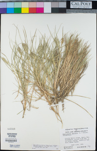 Distichlis spicata image