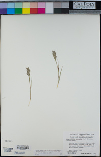 Distichlis spicata image