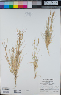 Distichlis spicata image