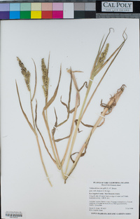 Echinochloa crus-galli image