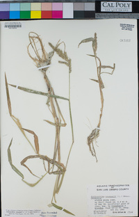 Echinochloa crus-galli image