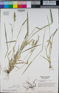 Echinochloa crus-galli image