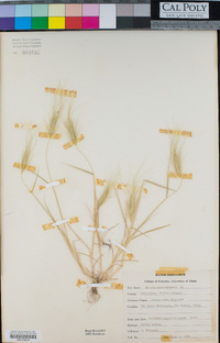 Elymus caput-medusae image