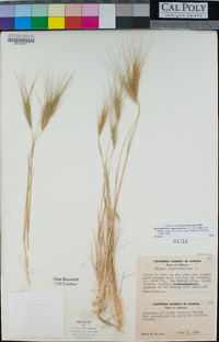 Elymus caput-medusae image