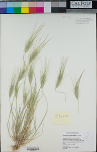 Elymus caput-medusae image