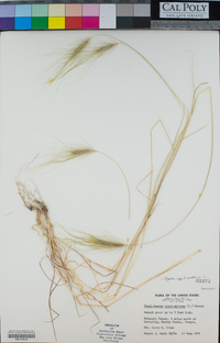 Elymus caput-medusae image