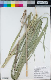 Elymus condensatus image