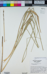 Elymus condensatus image