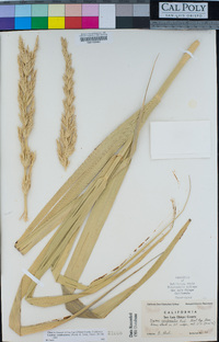 Elymus condensatus image