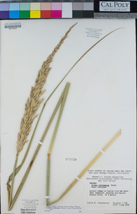 Elymus condensatus image