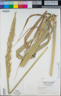 Elymus condensatus image