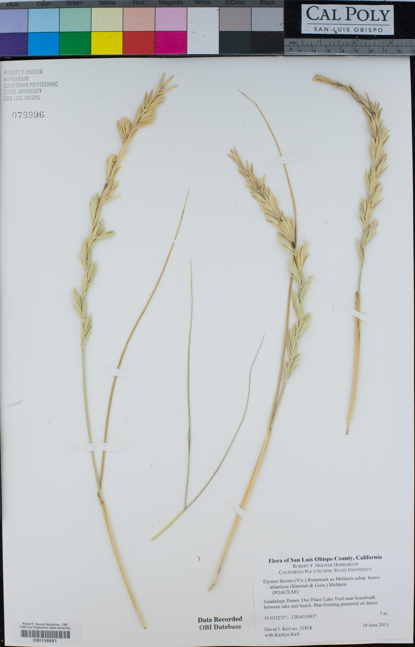 Elymus farctus image