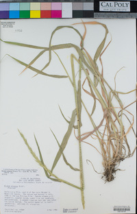 Elymus glaucus image