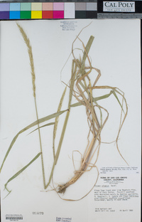 Elymus glaucus image