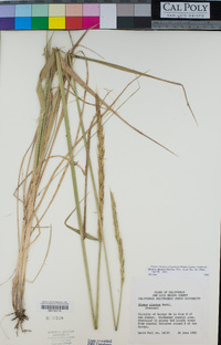 Elymus glaucus image