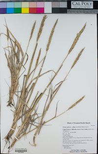 Elymus glaucus subsp. virescens image