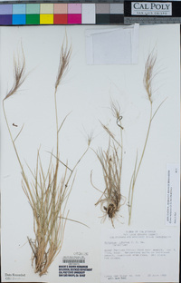 Elymus multisetus image