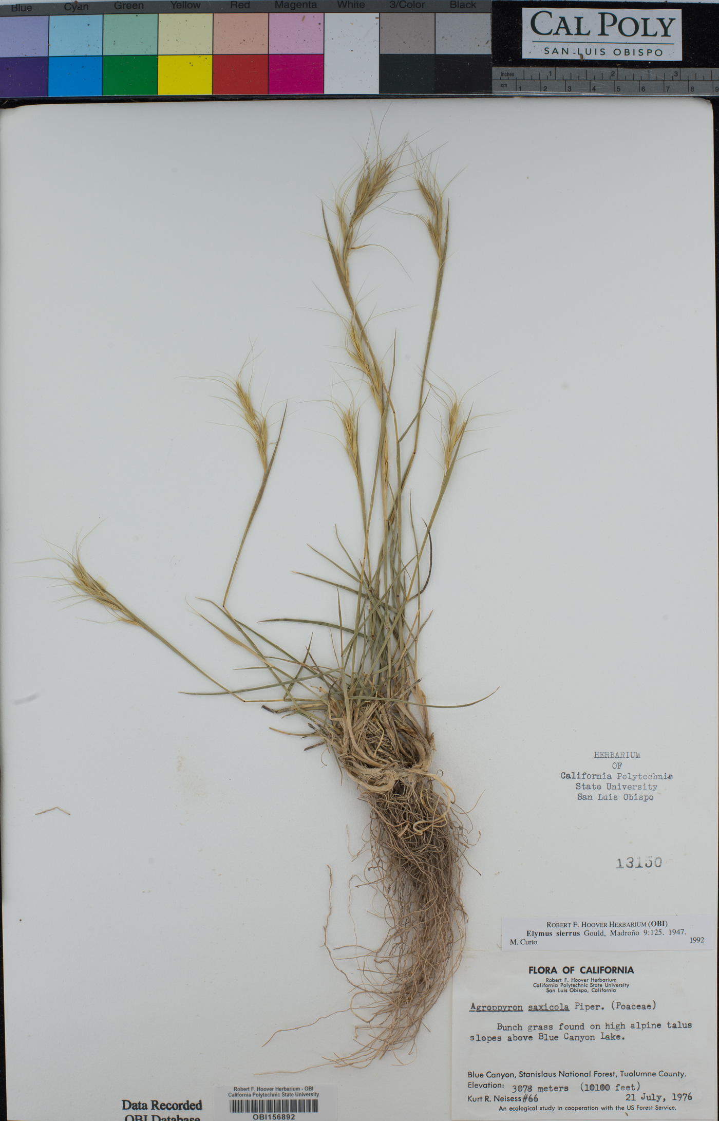 Elymus sierrae image