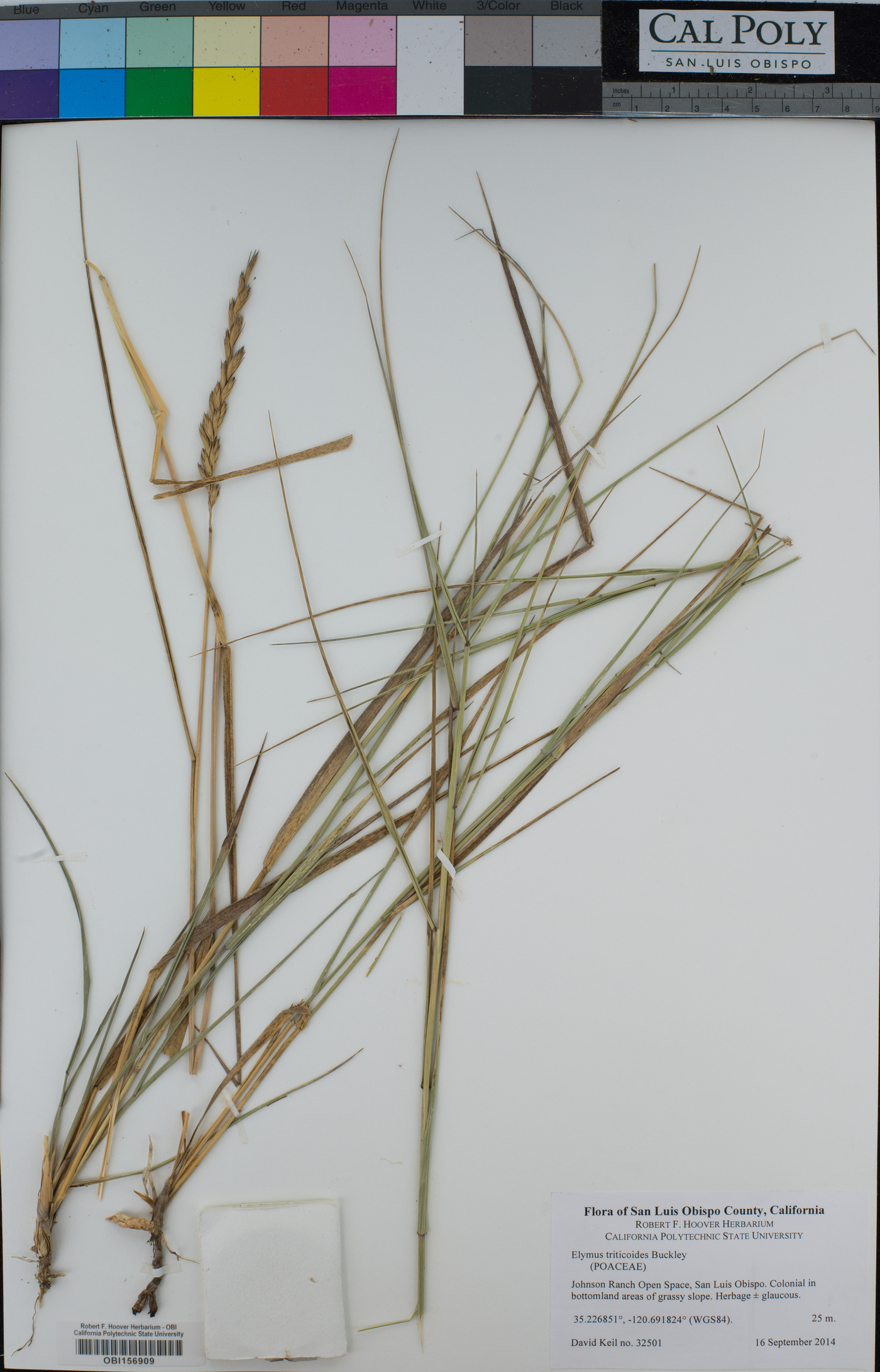 Elymus tricoides image