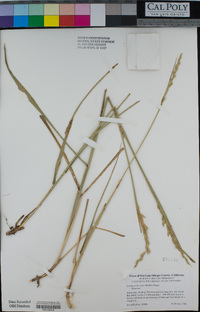 Leymus triticoides image