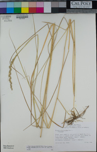 Elymus triticoides image