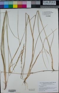 Elymus triticoides image