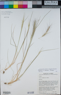 Elymus × hansenii image