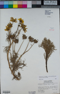 Coreopsis gigantea image