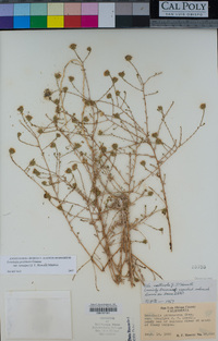 Lessingia pectinata var. tenuipes image