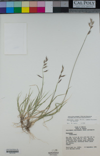 Bouteloua repens image