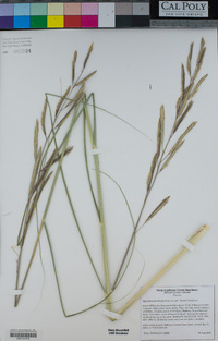 Spartina pectinata image