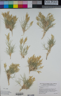 Distichlis spicata image