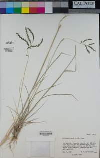 Leptochloa dubia image