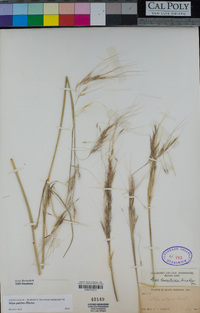 Stipa pulchra image