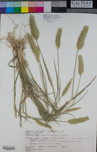 Agropyron cristatum image