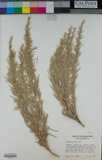 Artemisia cana image