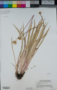 Agoseris glauca image