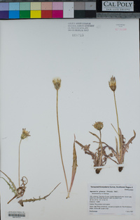 Agoseris glauca image