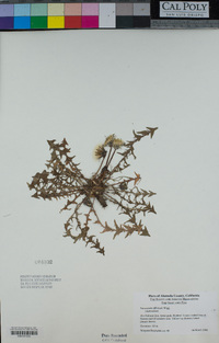 Taraxacum officinale image